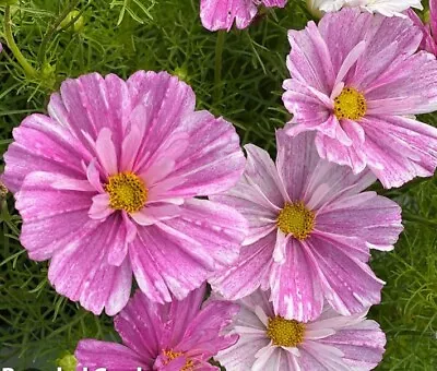 Cosmos Bipinnatus Pink Mosaic Seeds Soft Pink Blooms Flower Plants • £1.50