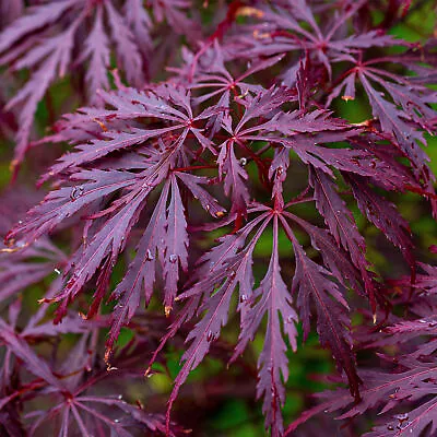 Acer Palmatum Dissectum 'Garnet' | Japanese Maple Deciduous Garden Tree In Pot • £59.99