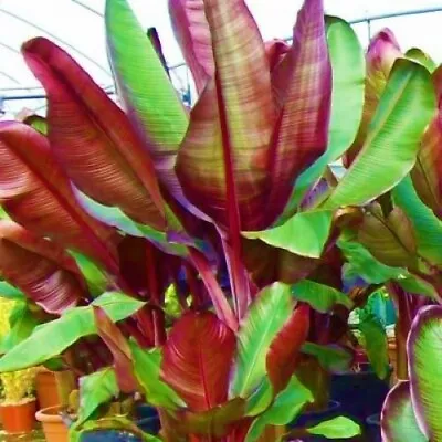 **RED ABYSSINIAN**Ensete Maurelii**AKA False Red Tropical Musa Banana Tree**USA* • $22.99