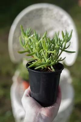 Lilac Lampranthus Ice Plant - Well-rooted Plugs (hardy Succulent) • £4.99