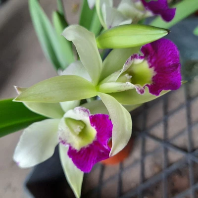 $32 • Buy Orchid In Photos