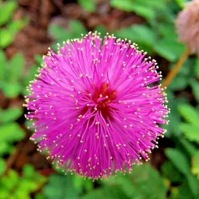 Sensitive Plant Mimosa Pudica 120 Seeds+FREE RUSABLE PLANT LABEL • £1.85