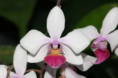 Phalaenopsis Intermedia Miniature Orchid Plant Species + PHYTO CERTIFICATE • $59