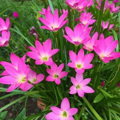 5 Bulbs With Roots Rain Lily Zephyranthes Rosea .flowering Size Easy Growing. • $9.99