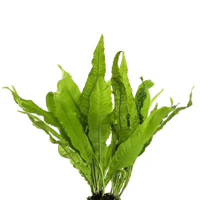 Large Mature Java Fern (Microsorum Pteropus) EASY BEGINNER PLANT • $5.60