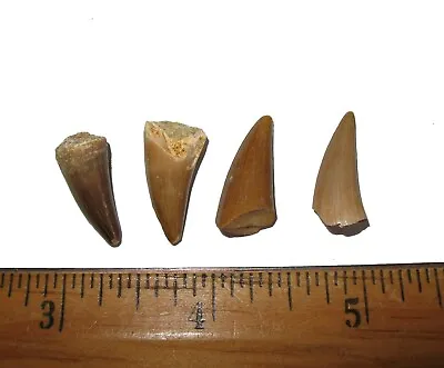 Cretaceous Mosasaur Reptile Tooth Fossil Eremiasaurus Heterodontus Anterior • $4.97