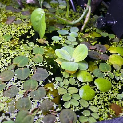 £3.99 • Buy Aquatic Floating Plants Bundle 5 Species Live Aquarium Tropical Oxygenating