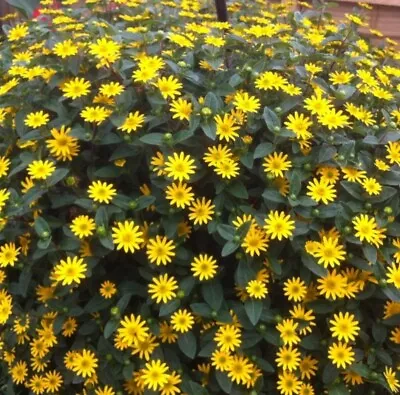 CREEPING ZINNIA X 30 SEEDS - Sanvitalia Procumbens - Low Spreading Blooms Yellow • £2