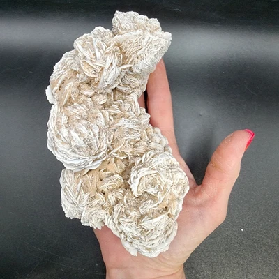 $25 • Buy Desert Rose