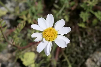 Anthemis Carpatica White Carpet Dwarf Chamomile 1L Hardy Perennial Summer Plant • £4.50