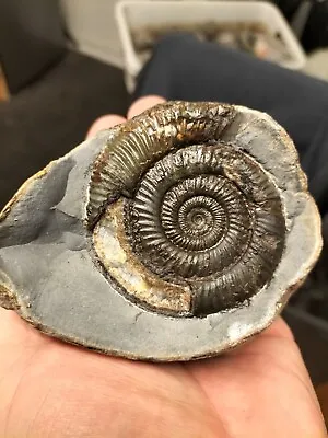 Dactylioceras Sp Ammonite  Whitby Yorkshire Uk Dinosaur Fossil • $14.91