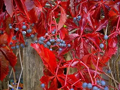 SmartMe Virginia Creeper Parthenocissus Quinquefolia 20 Vine Ct (Fall Color H • $9