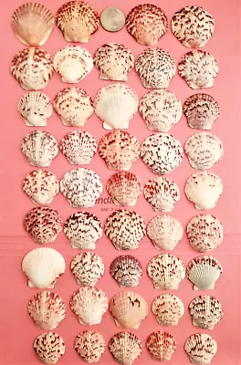 $6.49 • Buy 40 Calico Scallop Seashells From Sanibel Island FL - Cleaned Sea Shells - Crafts