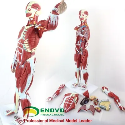 78cm/31  Human Body Muscles With Internal Organs Anatomical Medical Model • $360.75