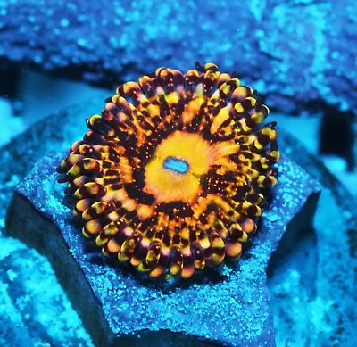 Grim Reaper Paly Zoanthids Paly Zoa SPS LPS Corals WYSIWYG • $4.99