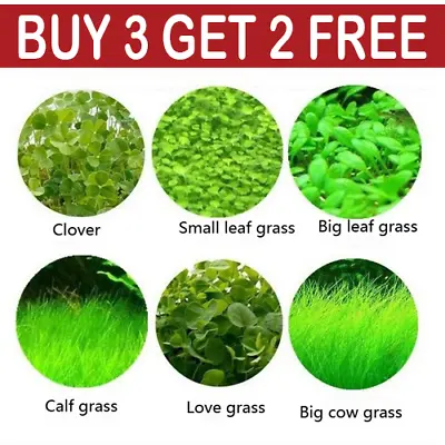 Aquarium Plant Seeds Fish Tank Aquatic Water Grass Foreground Easy Plants 5g • $2.35