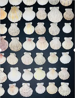 100 Scallop Seashells 1-1.25  Scrapbook Beach Frame Craft Wedding Shells USA LOT • $11.99