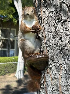 European Squirrel Taxidermy Mount • $150