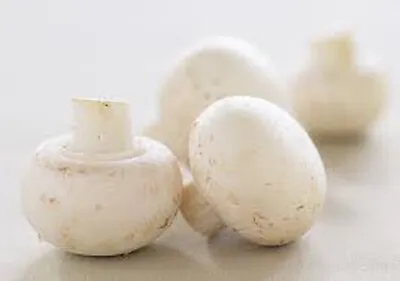 White Button Mushroom Spores Spawn Mycelium (on Dry Seeds) • $9
