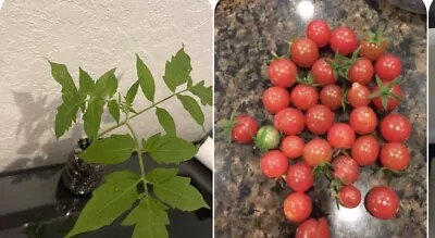 Everglades Tomato LIVE 10” Seedling PLANT- Organic Solanum Pimpinellifolium • $10.85