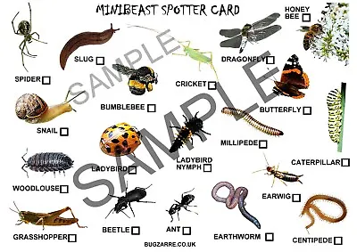 £4.99 • Buy Bug & Insects Large A4 Spotter Cards Pack 5 ,Ideal Accessory To Bug Pots 