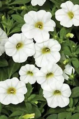 5 X White  Million Bells Trailing Petunias  Calobrach0a Plug Plant Pre Order • £9.99