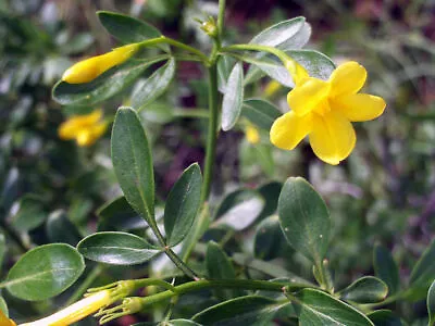 Jasmine Flowers Yellow Jasminum Fruticans 15 Seeds • £2.47