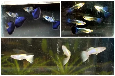 $39.99 • Buy 18x  Blue & Yelllow  Guppy Pack