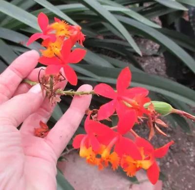 Epidendrum Orchid- Dark Orange Red & Light Orange 2 Small Keiki/Cuttings • $18