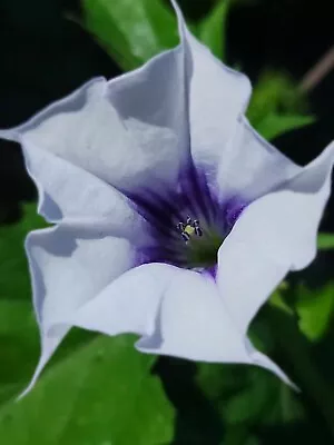 Moonflower Bush Variety 100 Seeds • $4.24