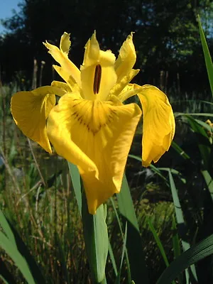 Plants Suitable For LAKES Water Live Pond Marginal Reed Rush Grass Aquatic Lily • £6.50