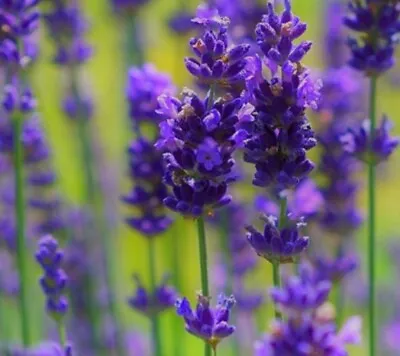  Lavender Hidcote Blue-herb 200 Mg Seed • £1.75