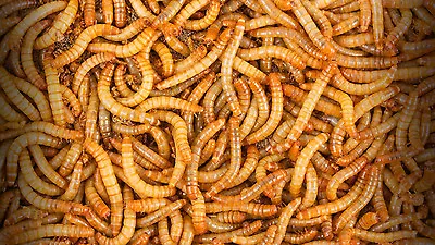 100 - Live Mealworms - Reptile Food • $9.99