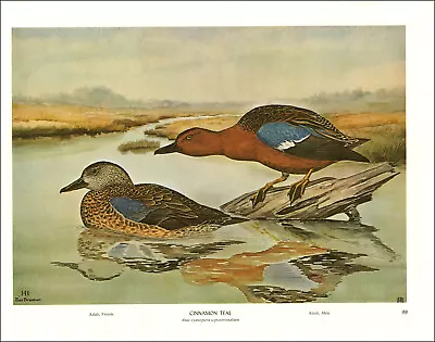 1968 Vintage Print Cinnamon Teal Duck Bird Birds Tree Trees Art Home Ducks Water • $24.88