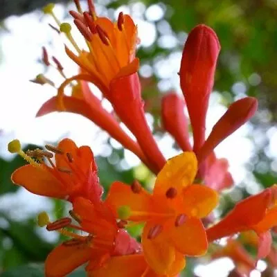 £19.99 • Buy 1x 3-4ft Large Lonicera Dropmore Scarlet Climbing Plant - Honeysuckle 3l