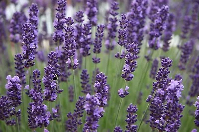 100 Lavender Angustifolia Hidcote Seeds - Blue Flowers - Perennial -  100 Seeds • £4.99