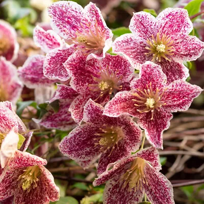 Clematis 'Freckles' Evergreen Climber 7cm Pot • £9.99