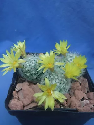 Mammillaria Baumii Cactus 3 Or 4 Plants LEMON  SCENTED BLOOMS! FLOWERING SIZE! • $13.99