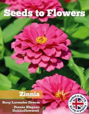 Zinnia - Rosy Lavender Dream - Zinnia Elegans Dahlia Flowered - 150 Seeds /136f • £1.99