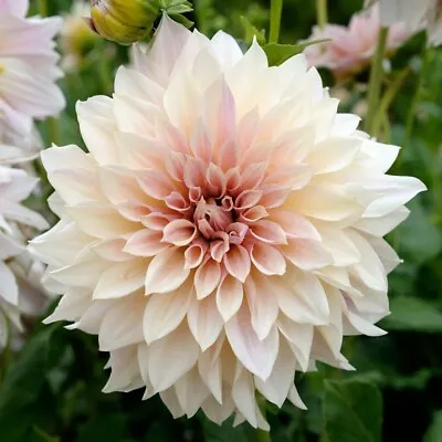 Dahlia Dinner Plate 'Cafe Au Lait'  Special Decorative WPC Prins Bulb/Tuber • £3.99