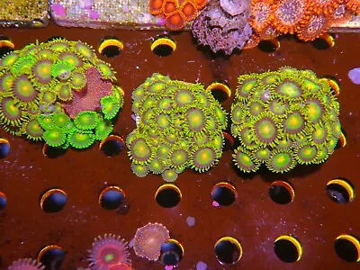 Zoa Coral Bundle Marine Aquarium Soft Coral Wysiwyg • £30