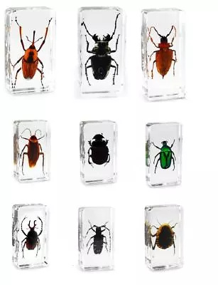 Real Office Insect Paperweight Beetles Bugs Cockroach Specimens - Taxidermy • £9.95