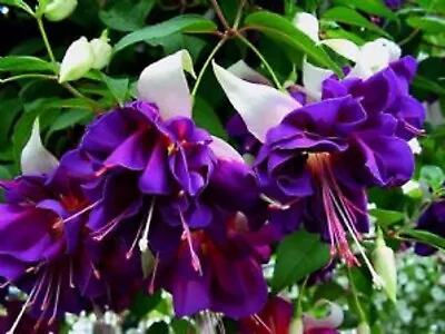 £4.20 • Buy 6 Giant Trailing Fuchsia Deep Purple  Hanging  Basket Patio Plug Plants