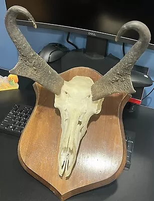 Vintage Pronghorn Skull Mount Taxidermy Man Cave Cabin Antelope Nice! • $64.99