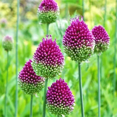 TALL Drumstick Alliums Flower Bulbs Plant Now For Green-Purple Spring Blooms!! • $4.99