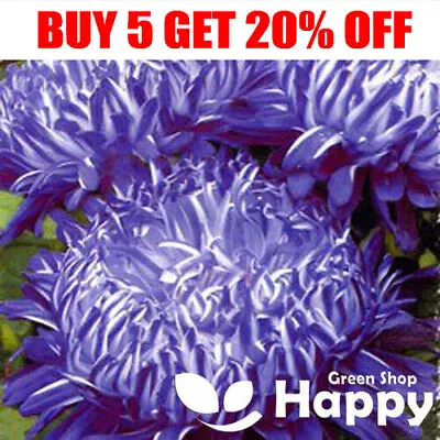 £1.19 • Buy PEONY ASTER - 100 Seeds - Siedajadama - GRAY HAIR LADY Aster - Blue White Stripe