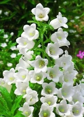 500 X CANTERBURY BELLS DOUBLE WHITE SEEDS - CAMPANULA • £1.50