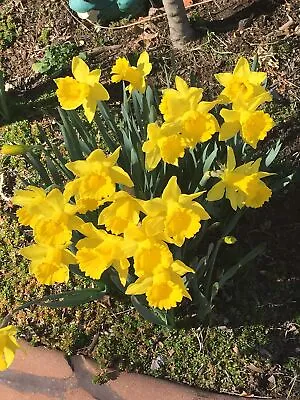 10 Wild Daffodil Bulbs- Lent Lily Yellow Perennial - Narcissus Pseudonarcissus • $12.99
