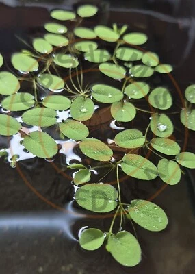 Mix Piante Galleggianti Per Acquario | 25 Piante | Ossigenazione Naturale | Facile Manutenzione - Foto 7