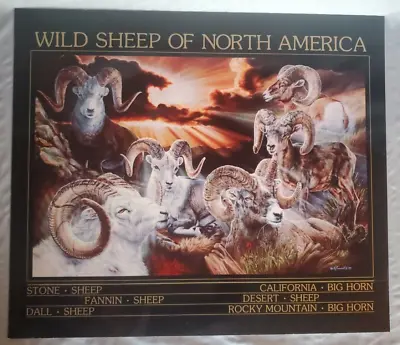 Wild Sheep Of North America By Vivi K Crandall Poster • $13.50